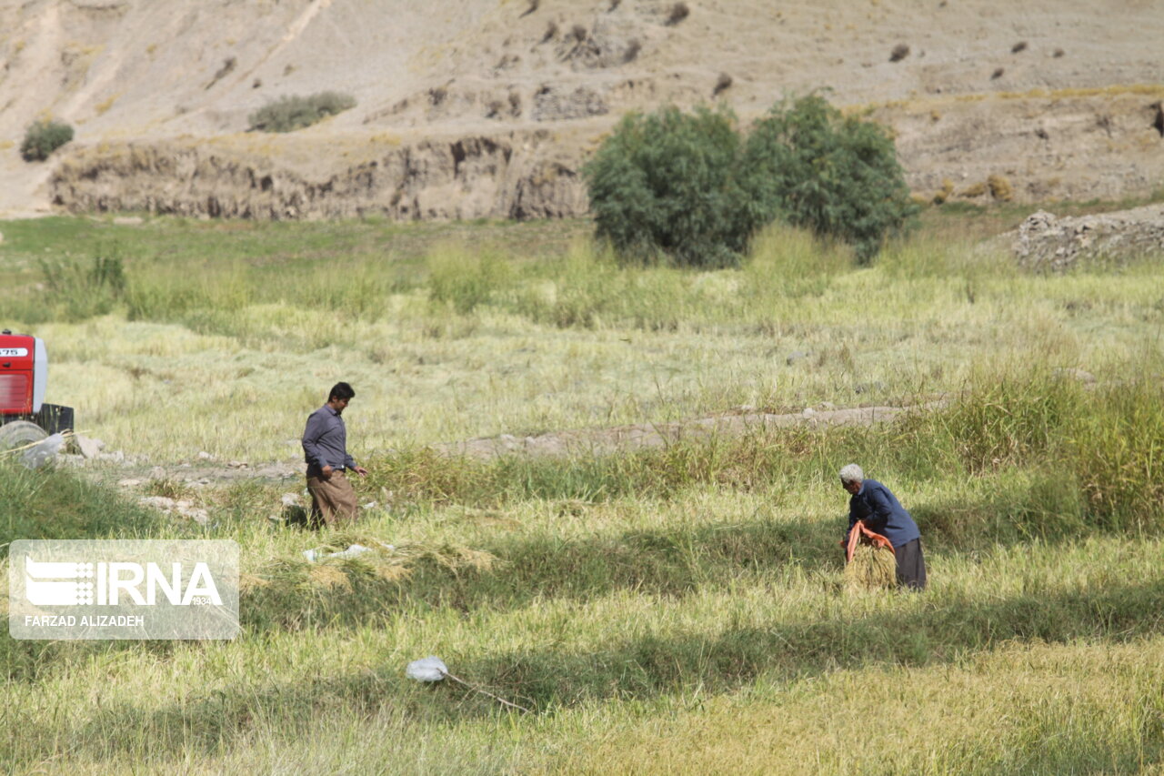 ثبت ۱۵۰ مجوز بخش کشاورزی در درگاه ملی مجوزها 