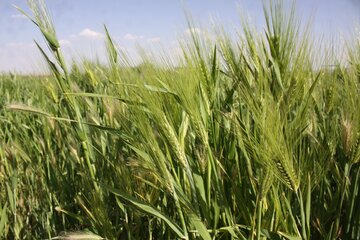 مزارع گندم وجو در سمنان