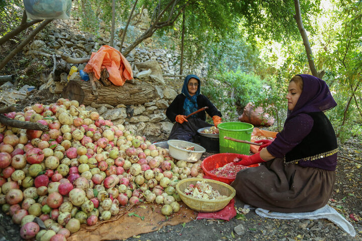 برداشت یاقوت سرخ از باغات سروآباد آغاز شد 3