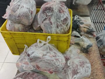 ۲۰۰ کیلوگرم گوشت غیرمجاز شترمرغ در ورامین کشف شد