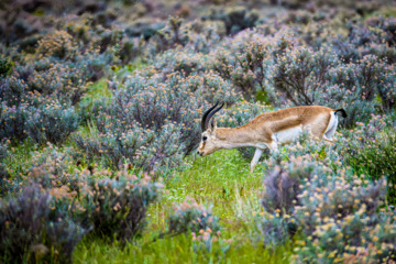 Iranian goitered gazelle