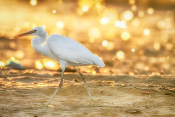 Egretta garzetta