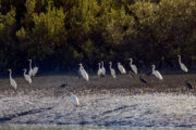 Iran actively protecting endangered migratory birds: Official