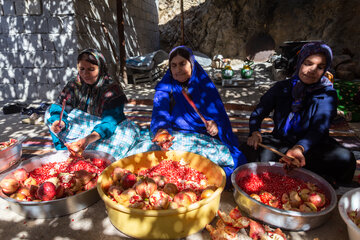 فصل برداشت انار در دهستان مشایخ چهارمحال و بختیاری