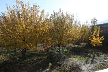 جلوه هایی از پاییز رنگارنگ در روستای گردشگری " کوسج" ماکو