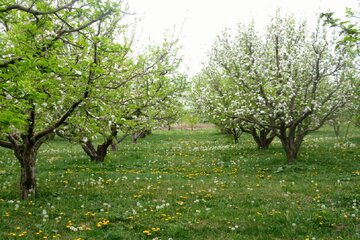 شکوفه باران باغات گیلاس اشنویه