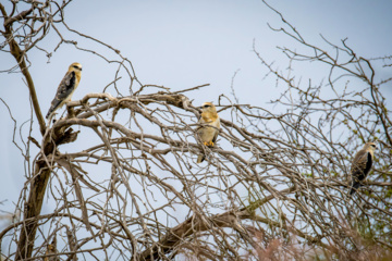 La faune et la flore de la région de Chamim dans le sud-ouest de l’Iran 