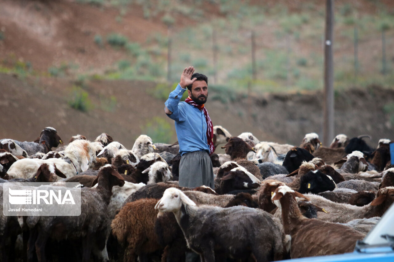 خشکسالی پوشش علوفه ای مراتع ایلام را ۶۵ درصد کاهش داد