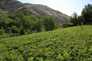 روستای هدف گردشگری شیان