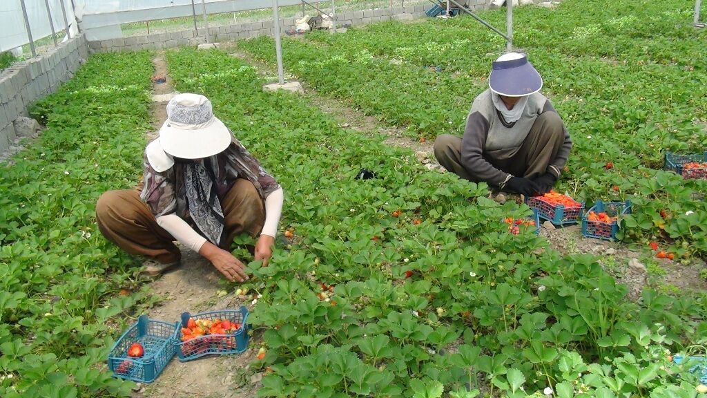 گلخانه تولید توت فرنگی در روستای دورود سروآباد 17