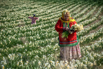 برداشت گل نرگس در مزارع روستای شیر آباد گلستان