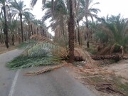  تگرگ باعث خسارت در دشتستان شد