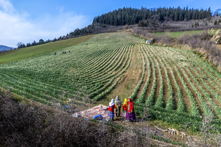 برداشت گل نرگس در مزارع روستای شیر آباد گلستان