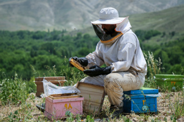 Bee  Breeding