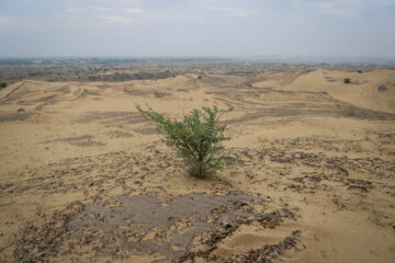 مالچ پاشی در خوزستان