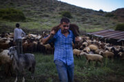 روزگار فراموش شده زندگی چوپانی سنتی در مازندران 