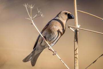 Coccothraustes coccothraustes