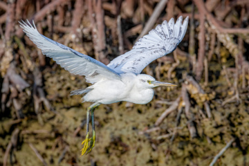 Zone humide de Khor Azini (Sirik) : une richesse de biodiversité au sud de l’Iran