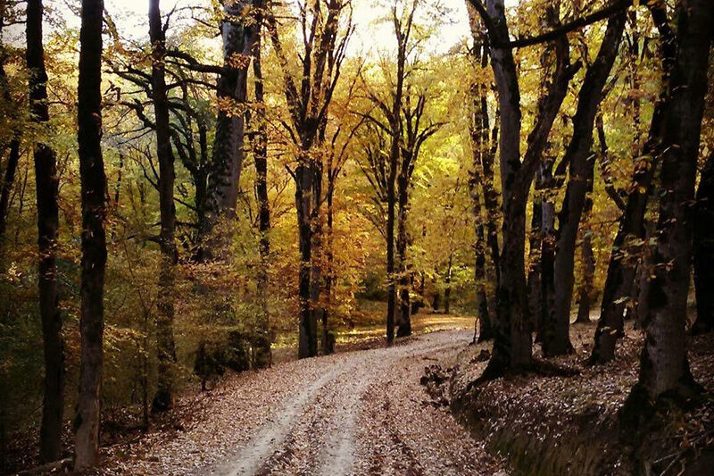 پارک ملی گلستان دارای ردیف بودجه‌ای مستقل شد