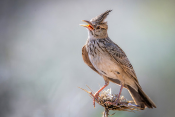 Birdwatching in Iran