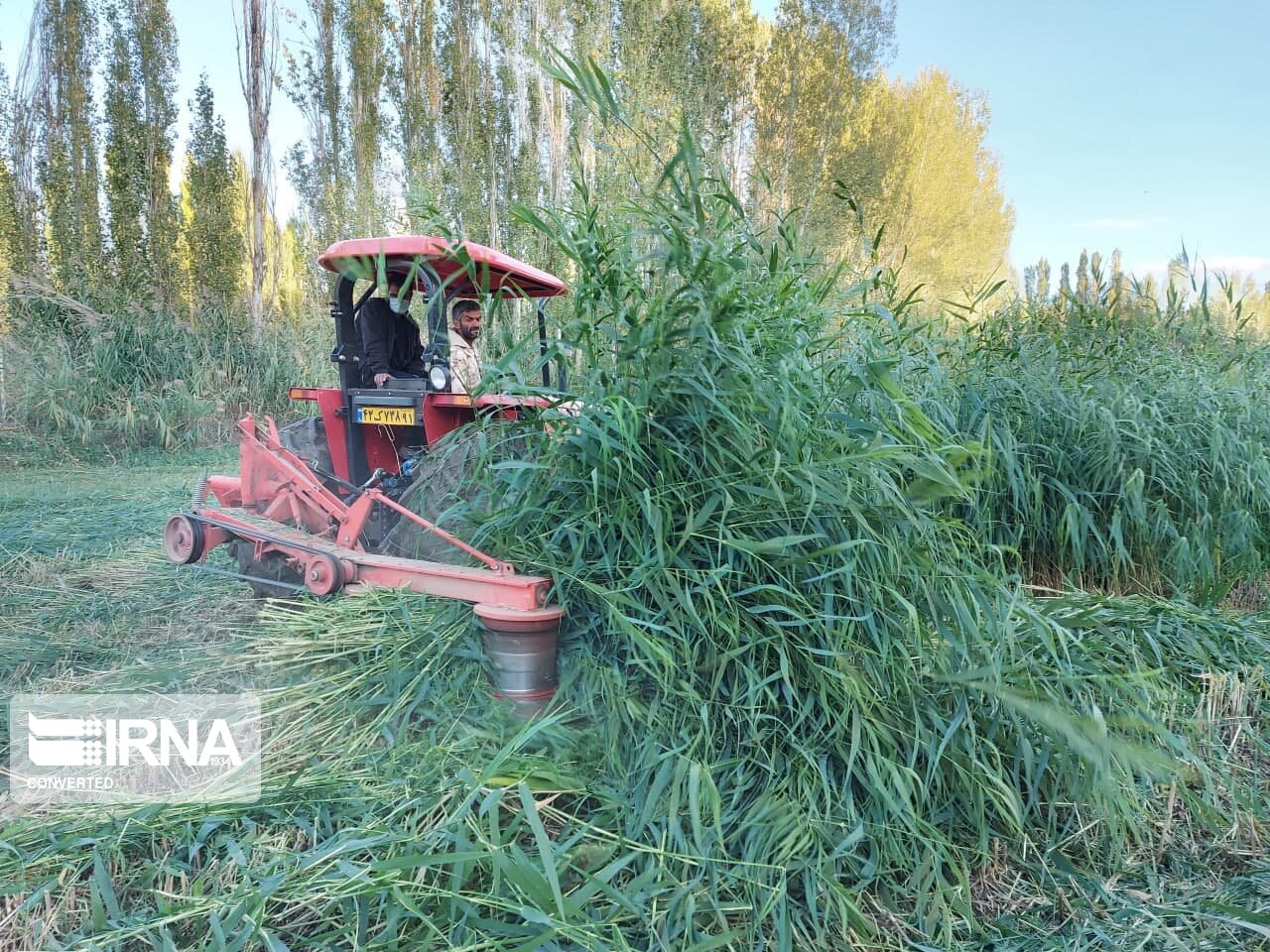 ۲ میلیون تن نهاده امسال برای تغذیه دستی دام در لرستان نیاز است