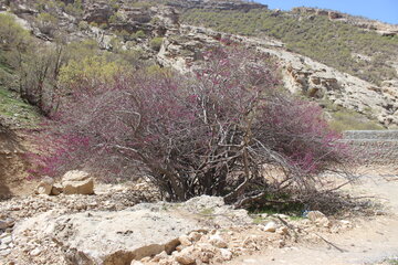 بهار زیبا در دره ارغوان