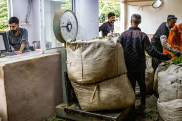 Lahijan tea