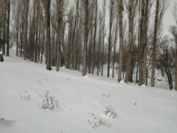 Snowy day in 1st days of winter in Tehran