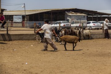 بازار فروش دام گنبدکاووس در آستانه عید قر بان