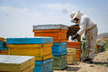 Bee  Breeding