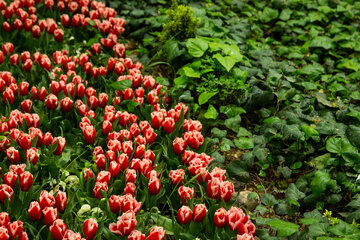 Fiesta de tulipanes en el Jardín Iraní