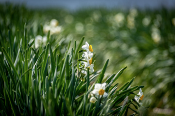 Iran : récolte des narcisses dans la province du Golestan 