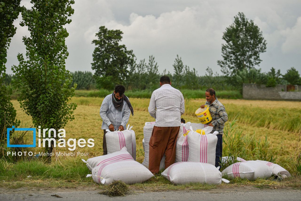 آتش در کشت‌زار