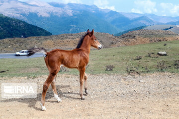 Caspian horse