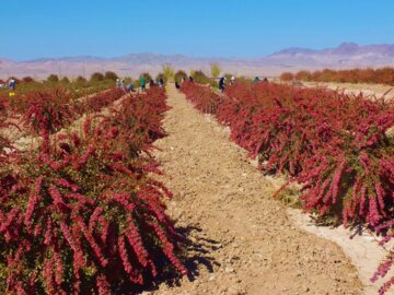 برداشت زرشک در خراسان جنوبی