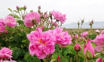 برداشت گل محمدی در شهرستان جهرم آغاز شد