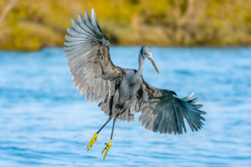 Zone humide de Khor Azini (Sirik) : une richesse de biodiversité au sud de l’Iran