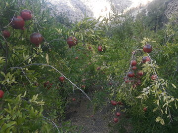 انارستان های زردویی پاوه