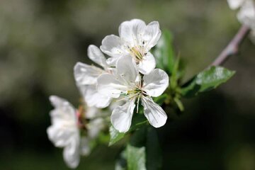 شکوفه باران باغات گیلاس اشنویه