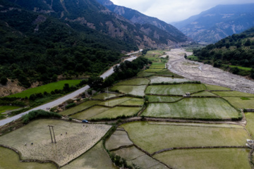 Terraced cultivation of rice in northern Iran