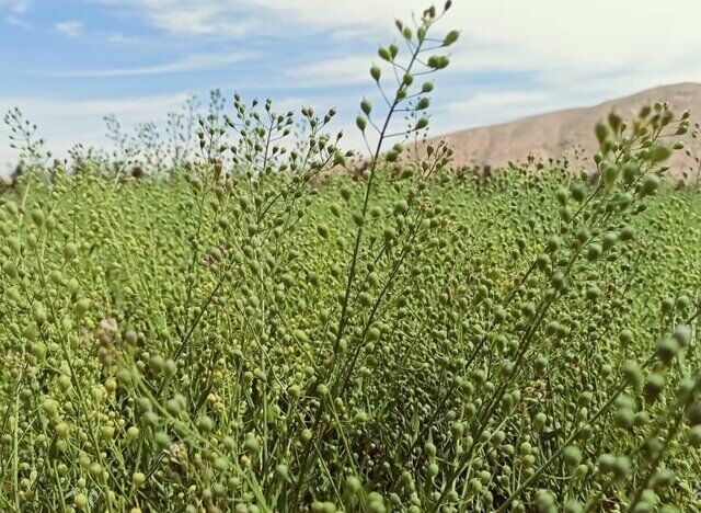 کشت گیاهان کم آب‌بر، گامی عملی برای پایداری کشاورزی دشت قزوین 