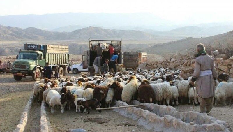 یکهزارو 300 تن جو بین عشایر لرستان توزیع می‌شود