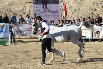 جشنواره اسب اصیل کردی در بوکان