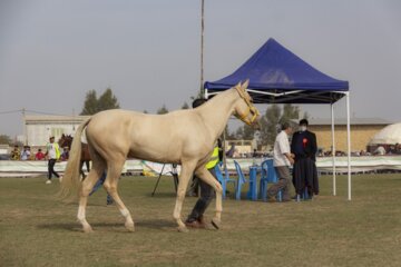 پانزدهمین جشنواره ملی زیبایی اسب ترکمن در صوفیان