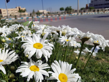 طراوت گل‌بهار در شهر اطلسی‌ها