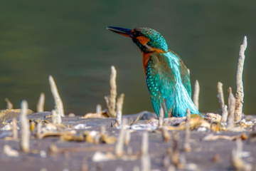 Zone humide de Khor Azini (Sirik) : une richesse de biodiversité au sud de l’Iran