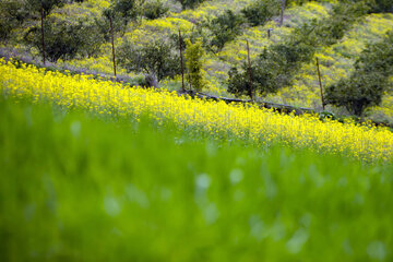 بهار در مازندران