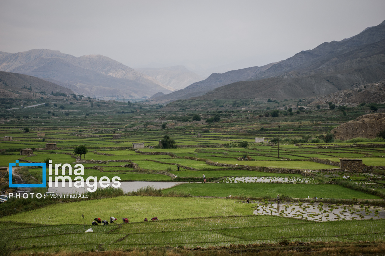 کشت پلکانی شالی در ارتفاعات استان گلستان