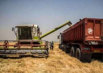 بیش از ۳۸۵ هزار تن گندم از کردستان به ۹ استان کشور حمل شد