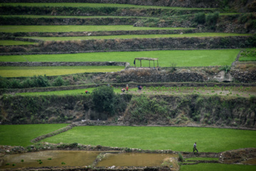 Terraced cultivation of rice in northern Iran